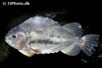 cyclopterus lumpus cyclopterus lumpus