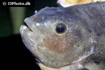 cyclopterus lumpus cyclopterus lumpus