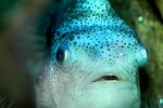 cyclopterus lumpus cyclopterus lumpus