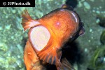 cyclopterus lumpus cyclopterus lumpus