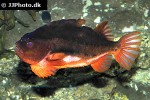 cyclopterus lumpus cyclopterus lumpus