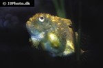 eumicrotremus orbis eumicrotremus orbis
