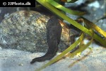 liparis montagui liparis montagui