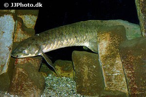 Lungfish