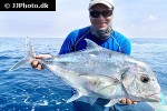 alectis ciliaris alectis ciliaris