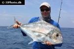 alectis ciliaris alectis ciliaris