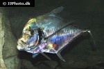 alectis indica alectis indica
