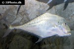 alectis indica alectis indica