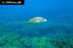 carangoides bajad carangoides bajad