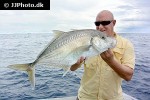 carangoides chrysophrys carangoides chrysophrys