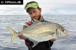 carangoides chrysophrys carangoides chrysophrys
