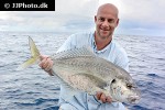 carangoides chrysophrys carangoides chrysophrys