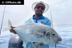 carangoides chrysophrys carangoides chrysophrys