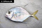 carangoides coeruleopinnatus carangoides coeruleopinnatus