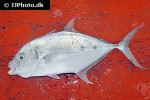 carangoides fulvoguttatus carangoides fulvoguttatus
