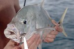 carangoides fulvoguttatus carangoides fulvoguttatus