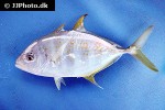 carangoides gymnostethus carangoides gymnostethus