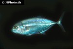 caranx crysos caranx crysos