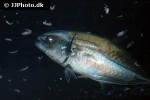caranx crysos caranx crysos