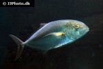 caranx crysos caranx crysos