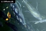 caranx hippos caranx hippos