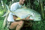 caranx hippos caranx hippos