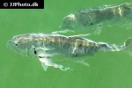 caranx hippos caranx hippos