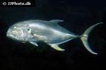 caranx ignobilis caranx ignobilis