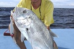 caranx ignobilis caranx ignobilis