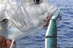 caranx ignobilis caranx ignobilis