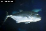 caranx ignobilis caranx ignobilis