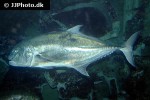 caranx ignobilis caranx ignobilis