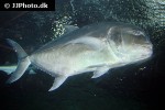 caranx ignobilis caranx ignobilis