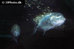 caranx ignobilis caranx ignobilis