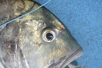 caranx ignobilis caranx ignobilis