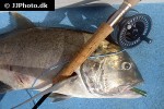 caranx ignobilis caranx ignobilis
