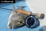 caranx ignobilis caranx ignobilis