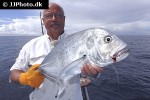 caranx ignobilis caranx ignobilis