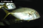caranx latus caranx latus