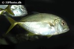 caranx latus