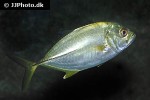 caranx latus caranx latus
