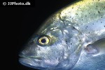 caranx melampygus caranx melampygus