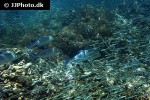 caranx melampygus caranx melampygus