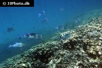 caranx melampygus caranx melampygus