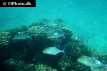 caranx melampygus caranx melampygus