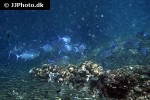 caranx melampygus caranx melampygus