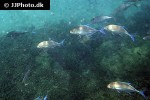 caranx melampygus caranx melampygus
