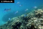caranx melampygus caranx melampygus