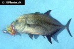 caranx melampygus caranx melampygus