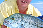 caranx melampygus caranx melampygus